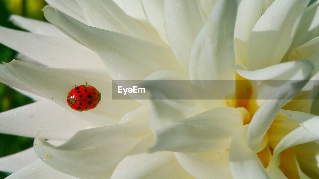 High angle view of ladybug on white flower