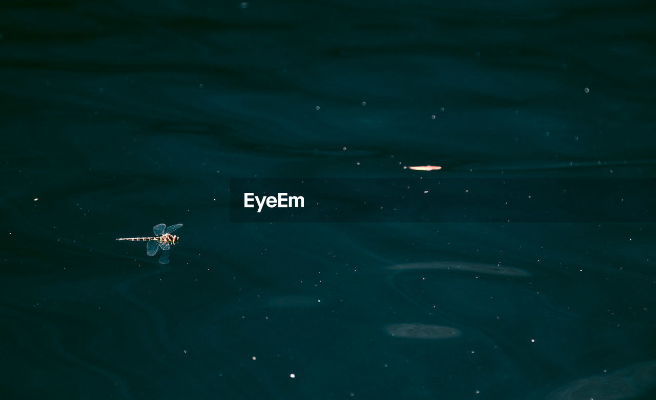 High angle view of dragonfly flying over lake