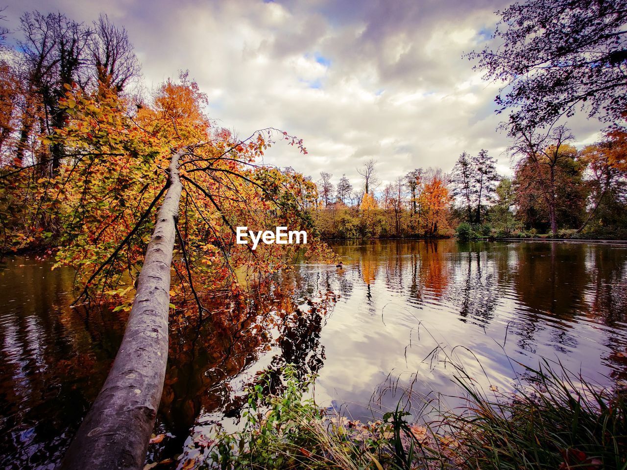 TREES BY LAKE AGAINST SKY DURING AUTUMN