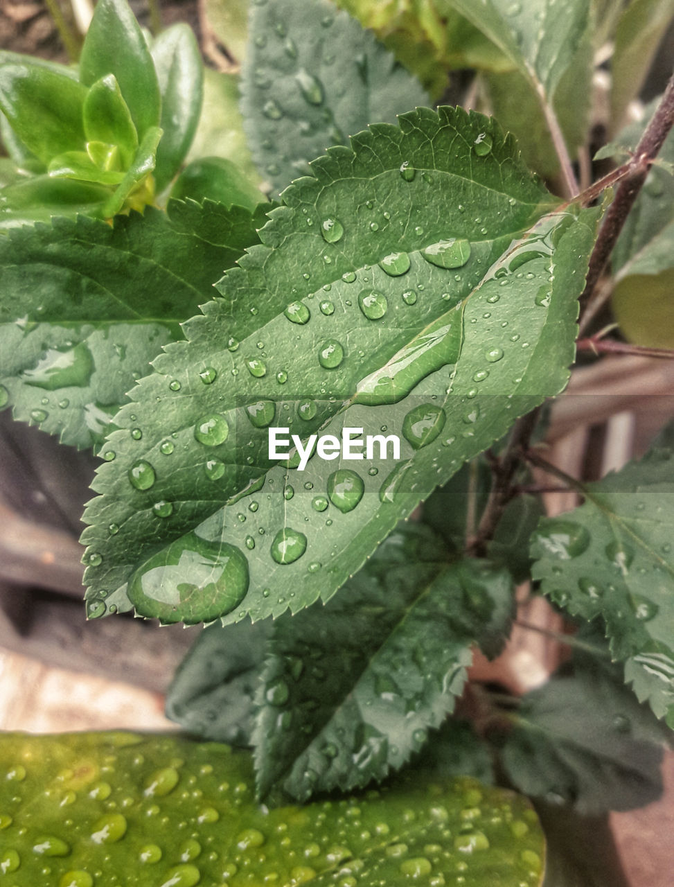 Apple tree leaves