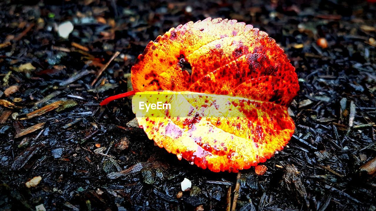 CLOSE-UP OF AUTUMN LEAF ON FIELD