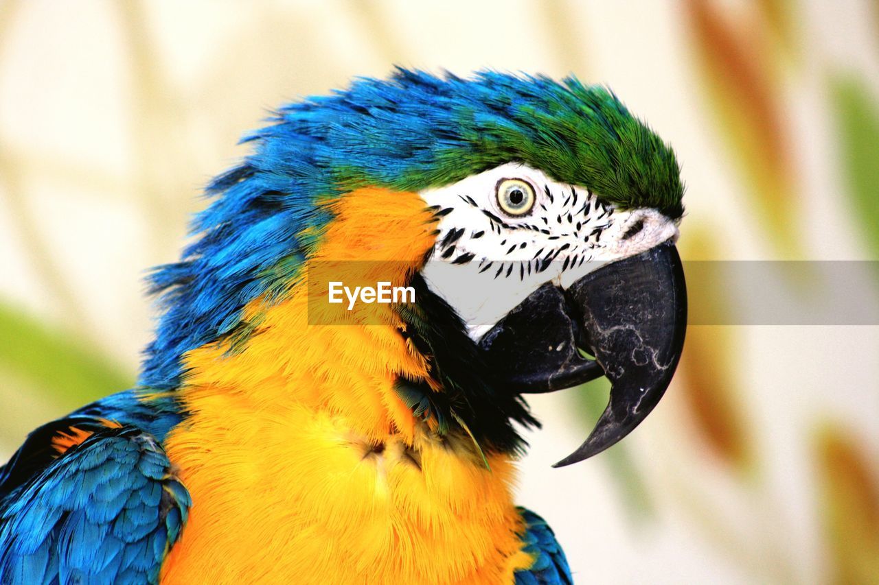 Close-up of gold and blue macaw