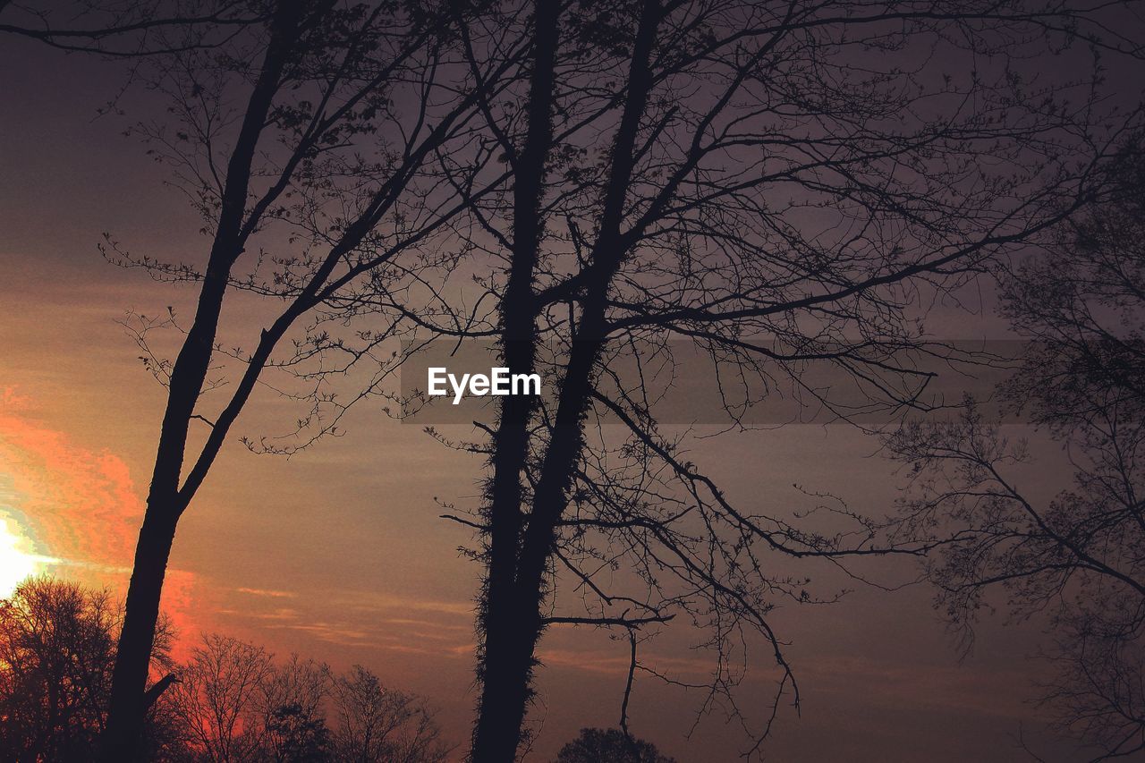 LOW ANGLE VIEW OF BARE TREES AT SUNSET