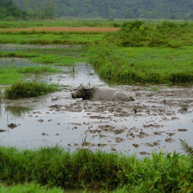 PLANTS GROWING ON FIELD