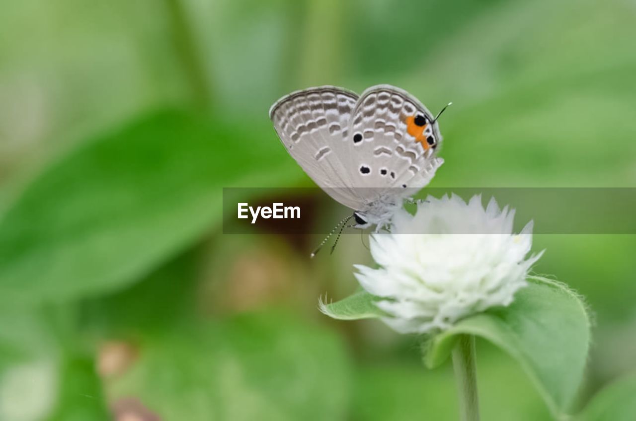 Butterfly perching on flower