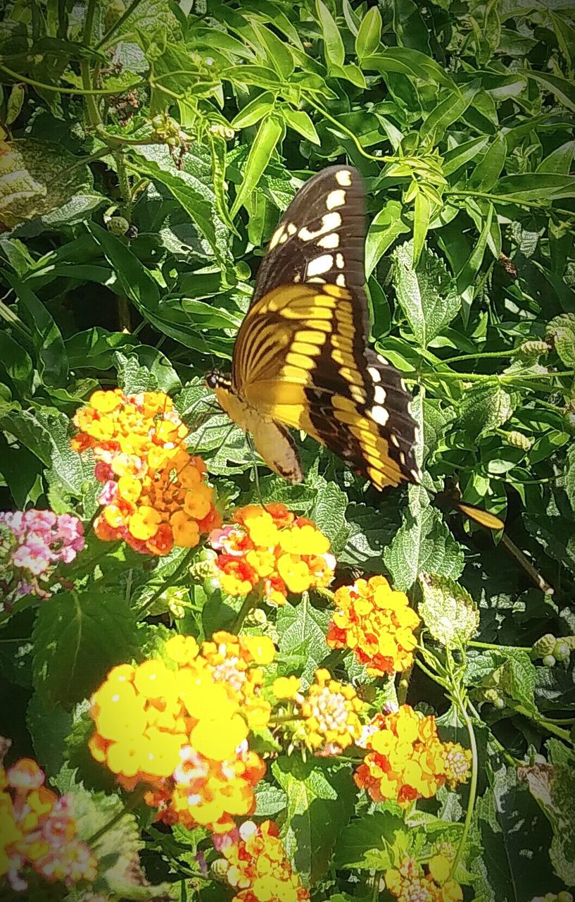 CLOSE-UP OF BUTTERFLY POLLINATING YELLOW FLOWERS