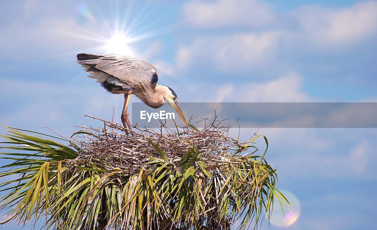 LOW ANGLE VIEW OF A BIRD AGAINST THE SKY