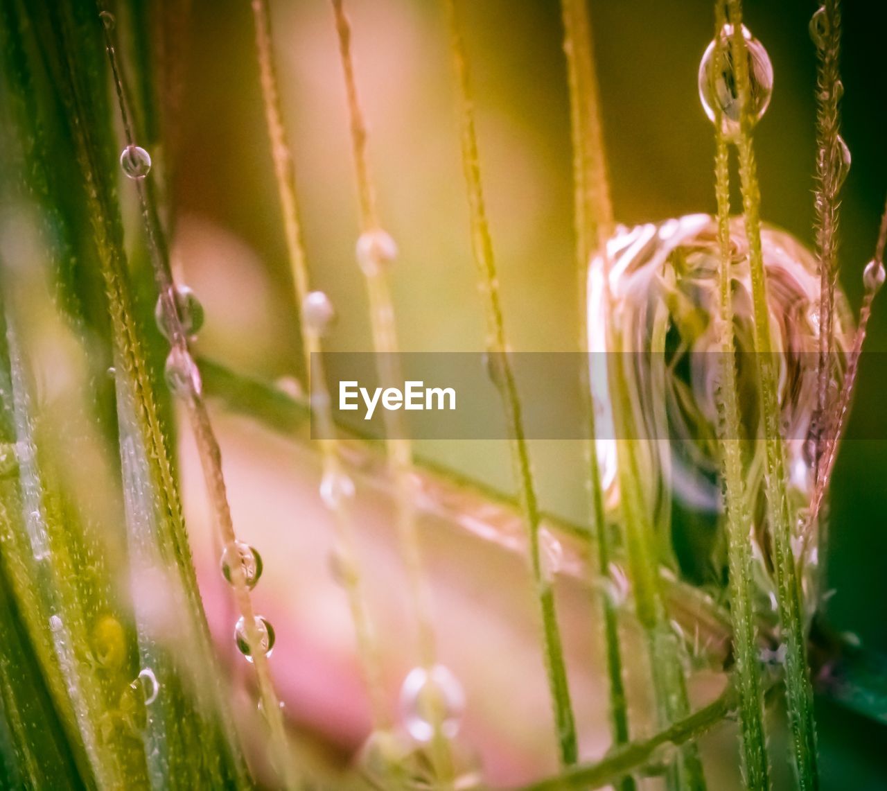 CLOSE-UP OF WET PLANT