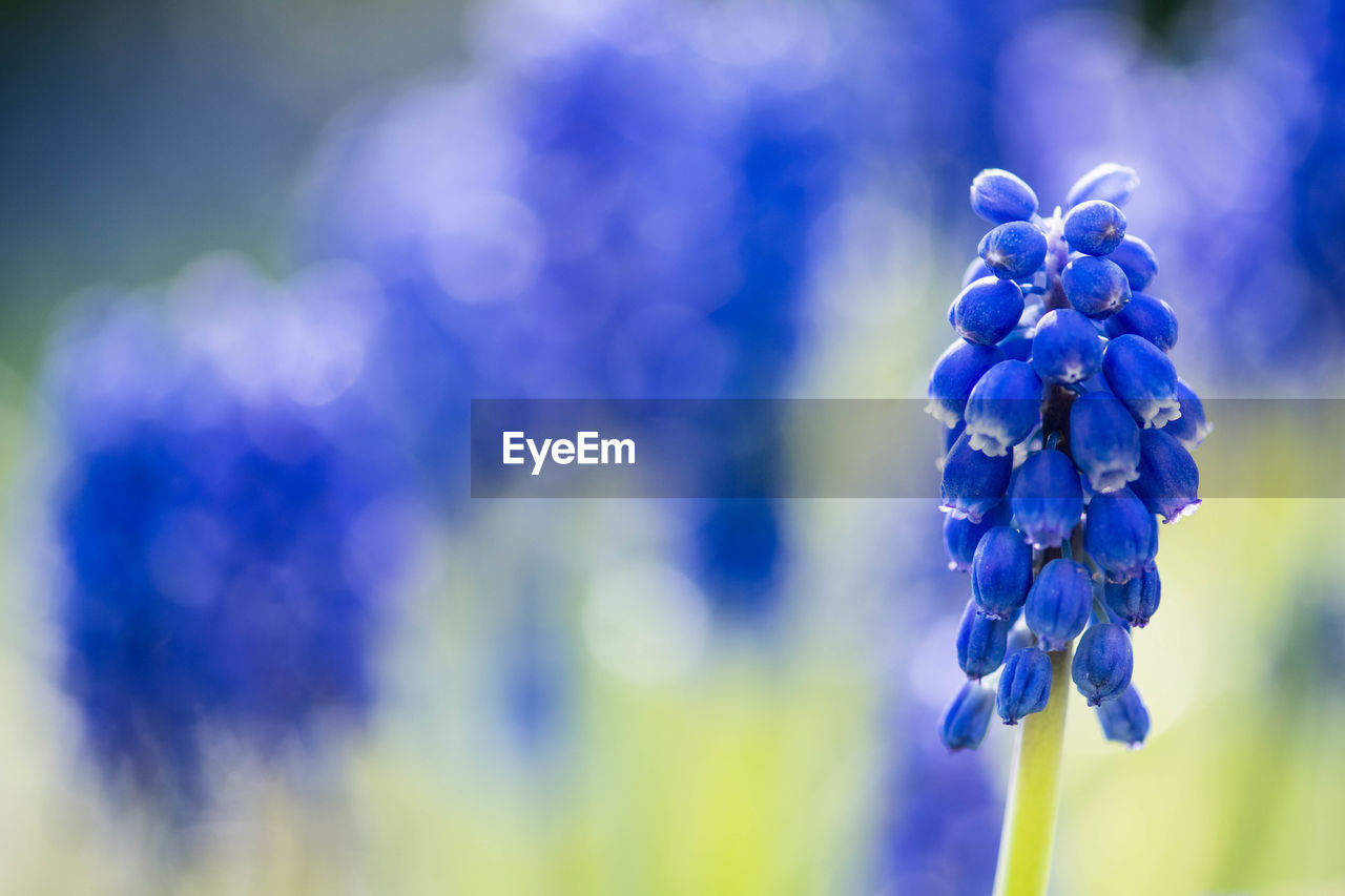 Beautiful flowers, blue grape hyacinth or bluebells, muscari flower in spring, perennial bulbous