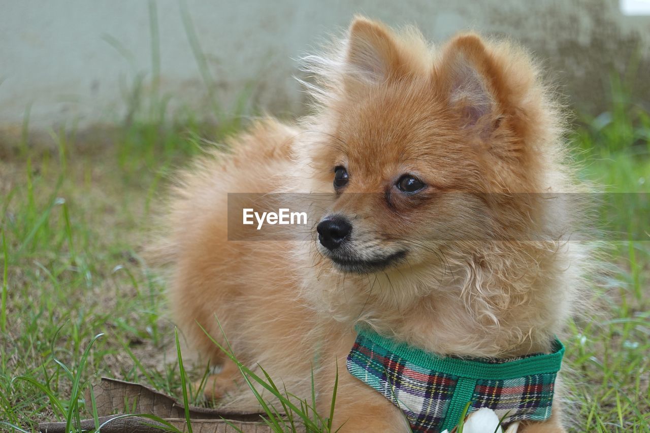 DOG LOOKING AWAY IN FIELD