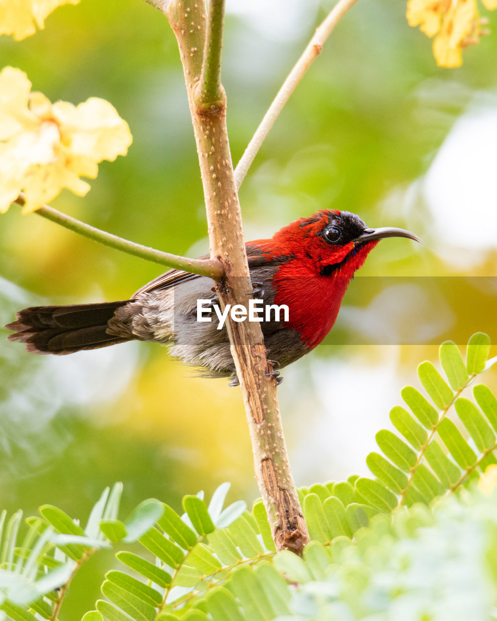 BIRD PERCHING ON BRANCH