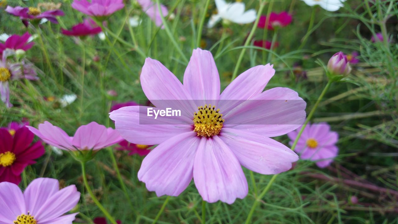 CLOSE-UP OF COSMOS FLOWER BLOOMING ON FIELD