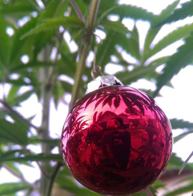 CLOSE-UP OF RED LEAVES ON TREE