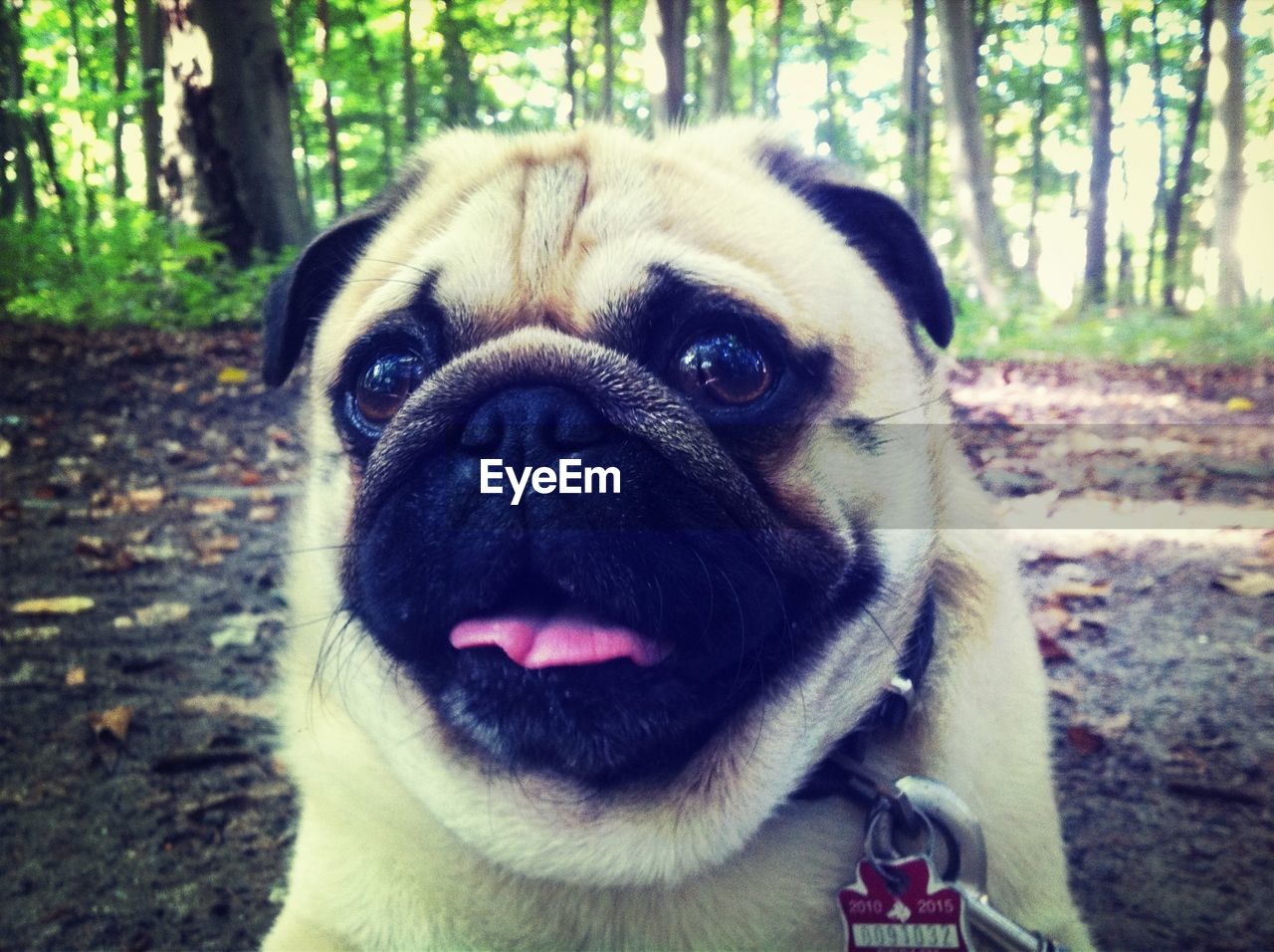 Extreme close up portrait of a dog