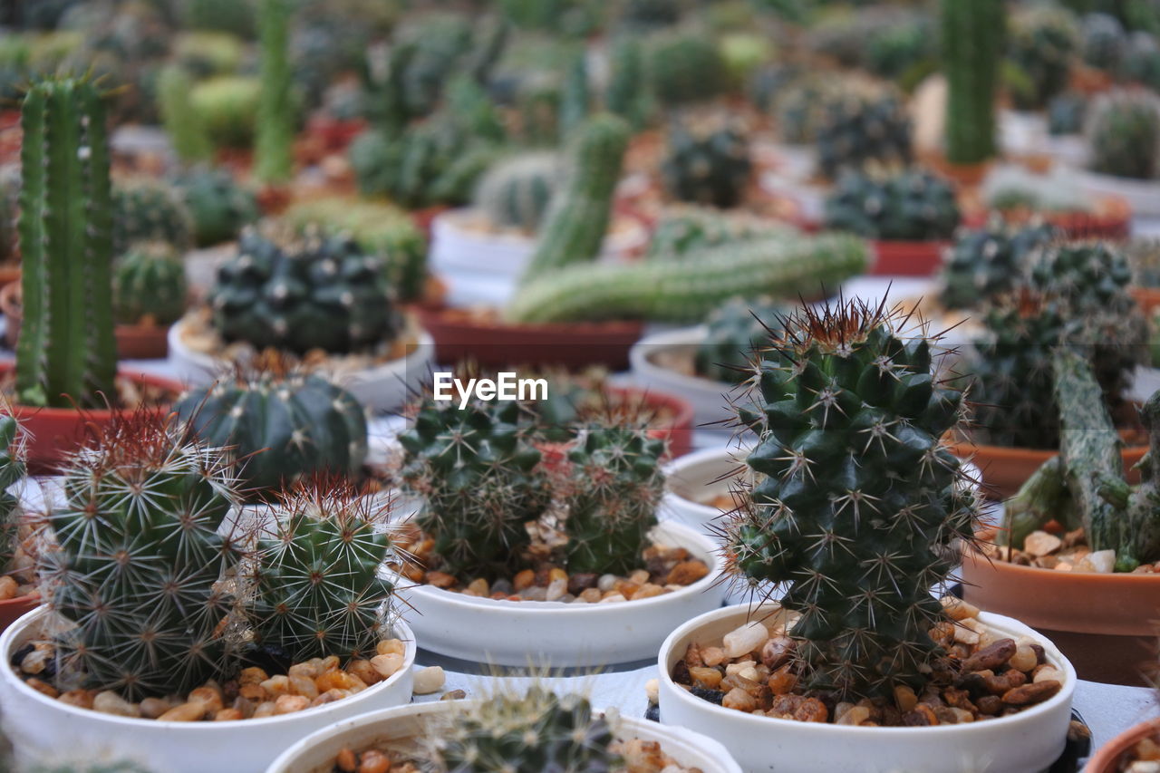 CLOSE-UP OF POTTED CACTUS PLANTS