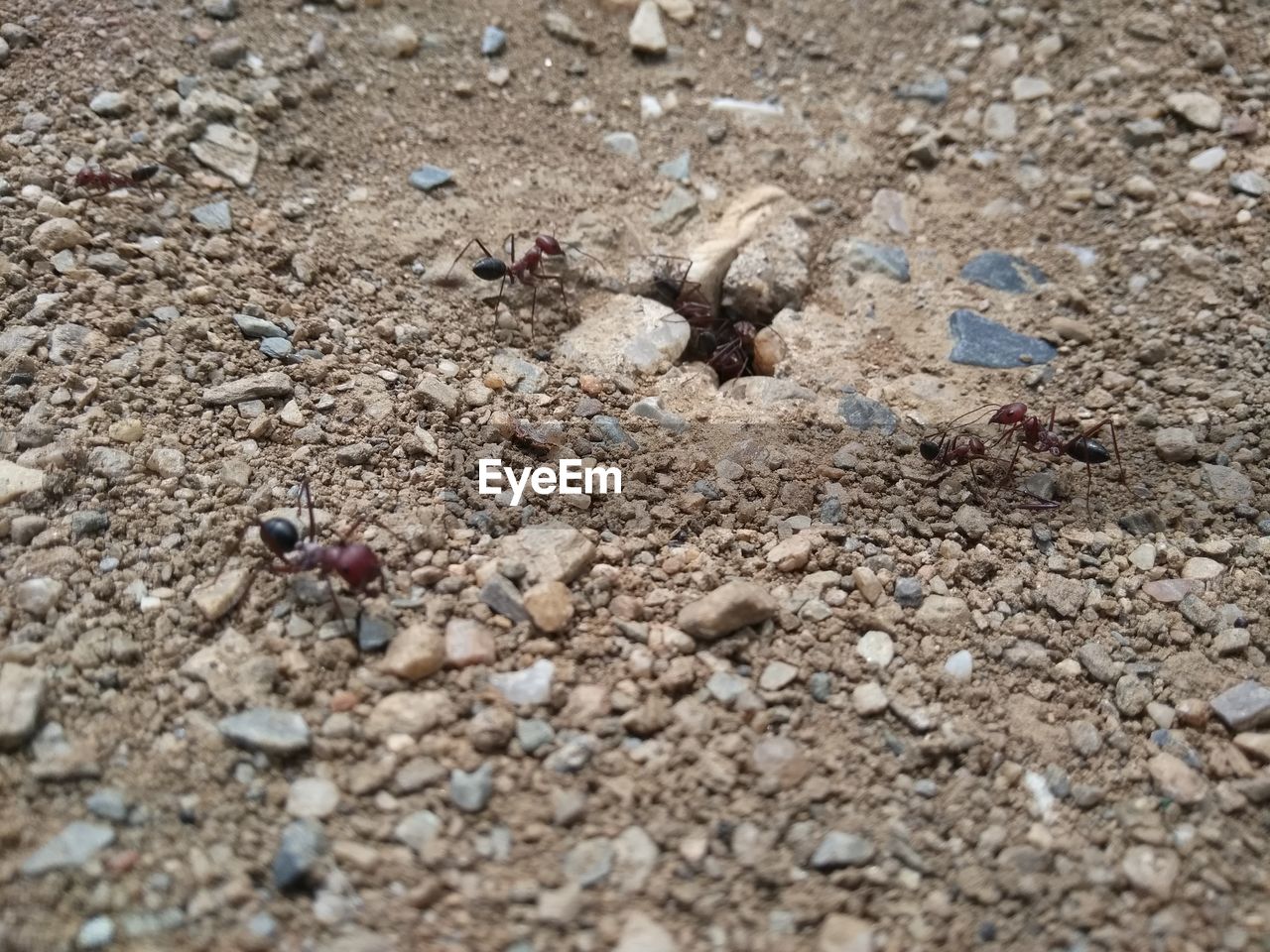 CLOSE-UP OF INSECT ON SAND