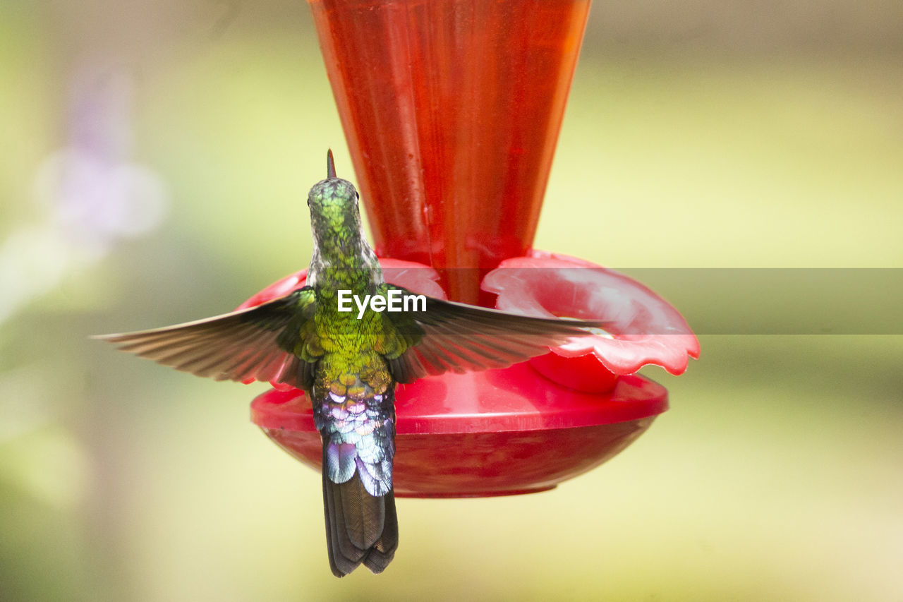 CLOSE-UP OF RED BIRD FLYING OVER A FEEDER