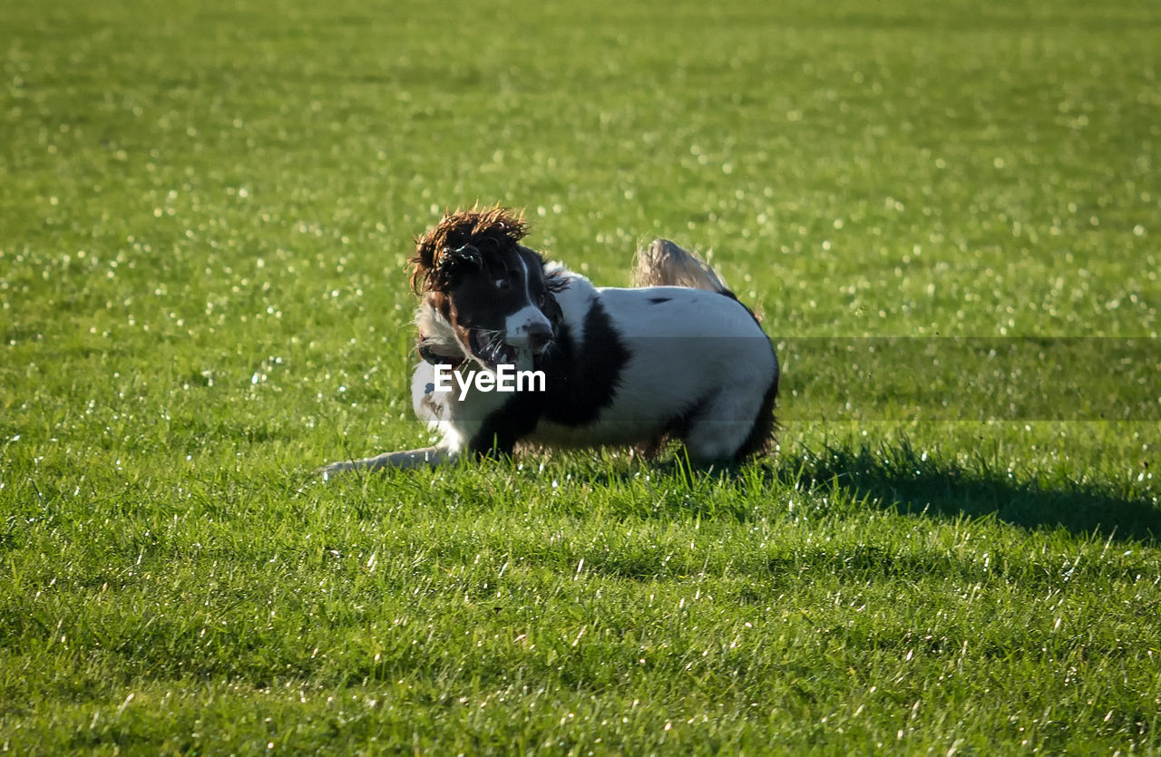 Side view of a dog on grassland