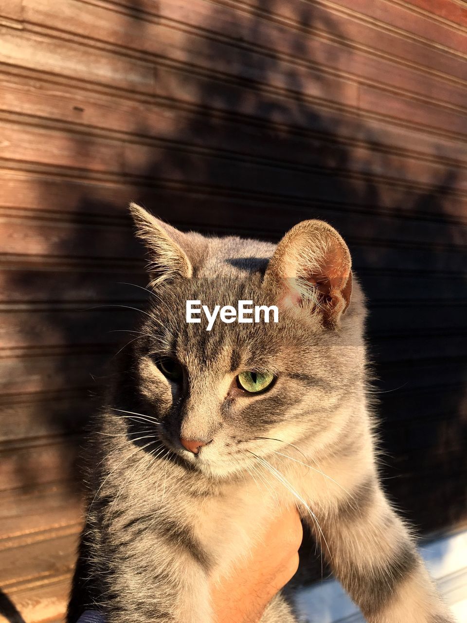 Close-up of cat against wall