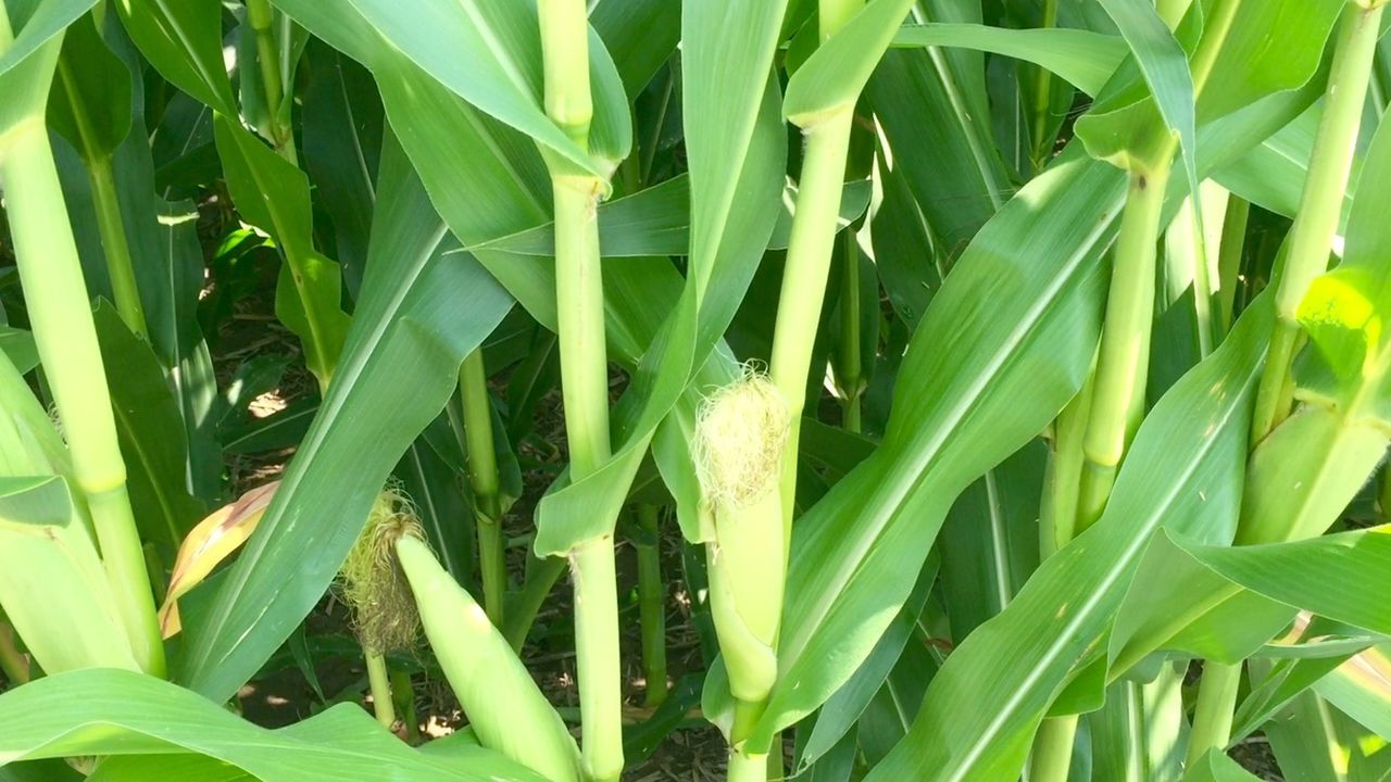 FULL FRAME SHOT OF PLANTS