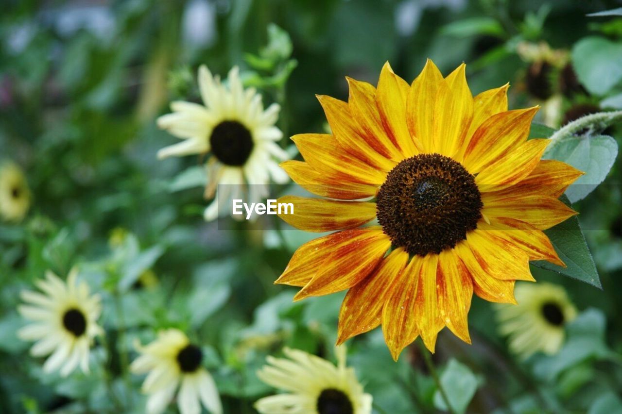 CLOSE-UP OF SUNFLOWER AGAINST YELLOW FLOWER