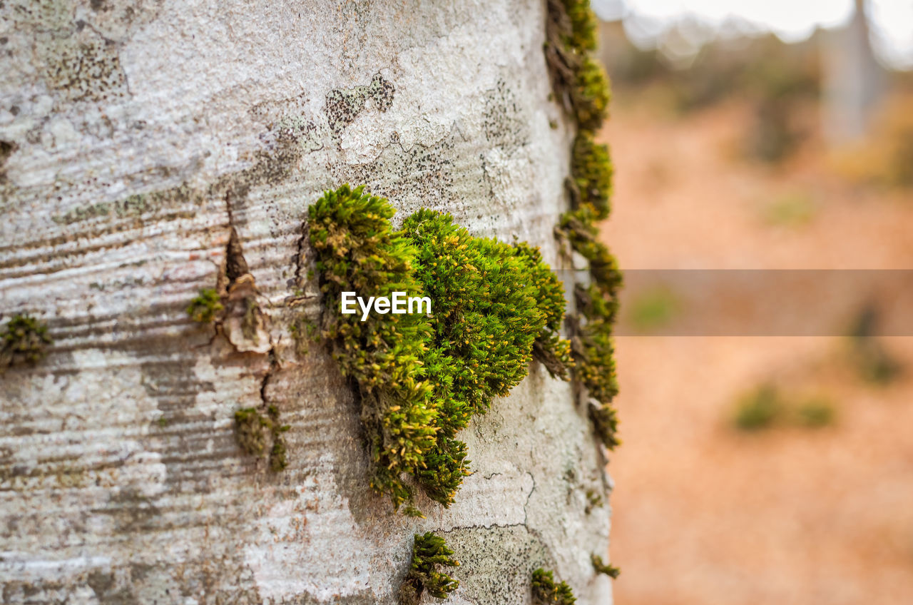 MOSS GROWING ON TREE TRUNK