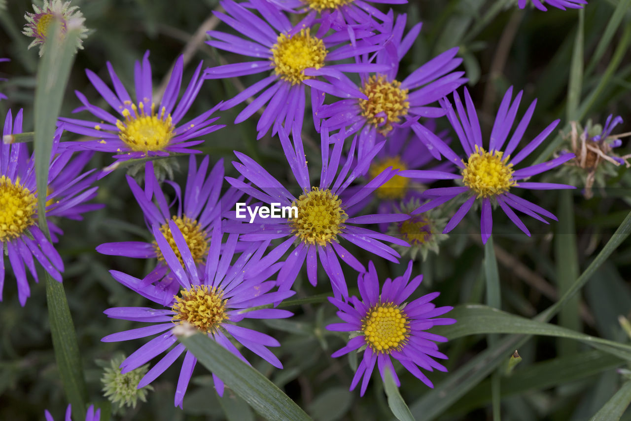 CLOSE-UP OF FLOWERS BLOOMING OUTDOORS