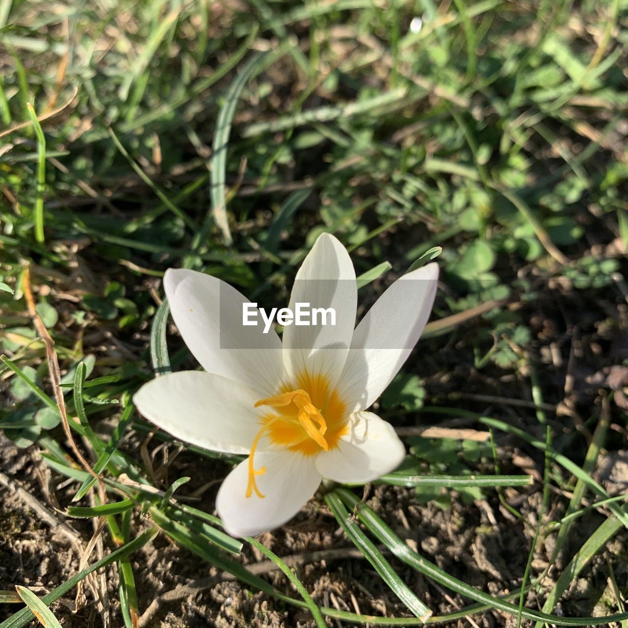 CLOSE-UP OF WHITE CROCUS FLOWERS ON FIELD