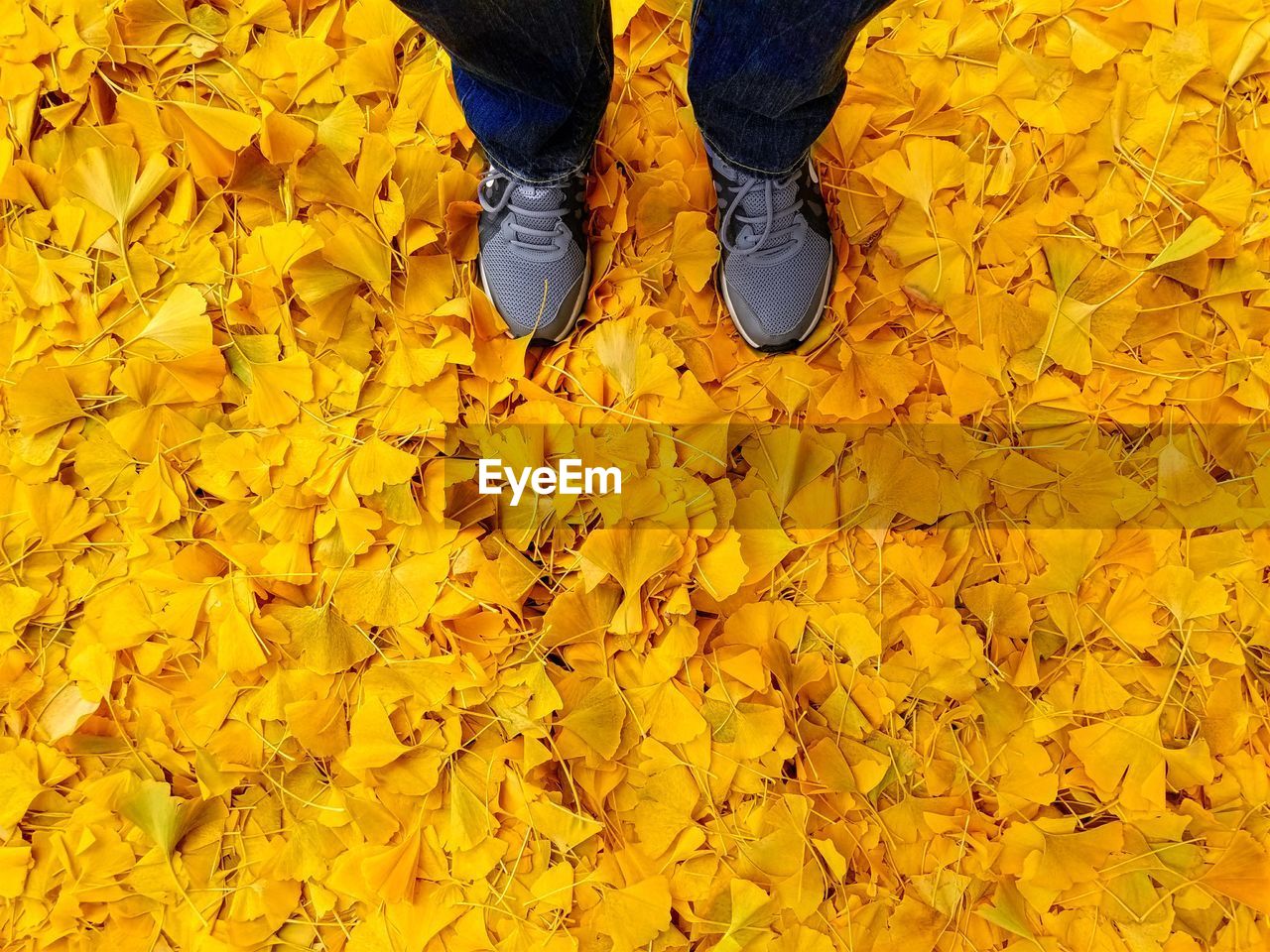 Low section of man standing on yellow autumn leaves