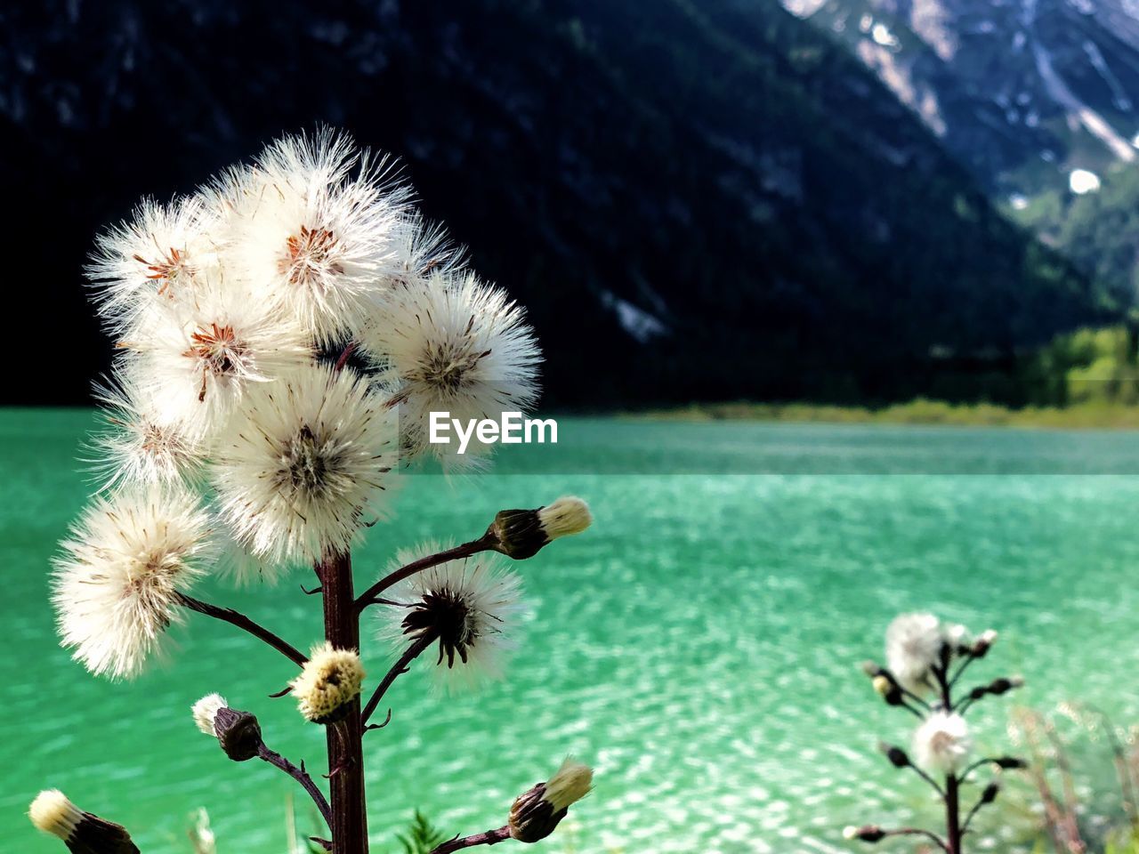 Close-up of dandelion flower