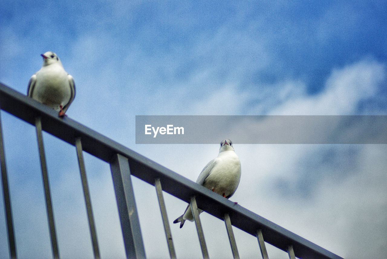 LOW ANGLE VIEW OF SEAGULL PERCHING ON RAILING AGAINST SKY