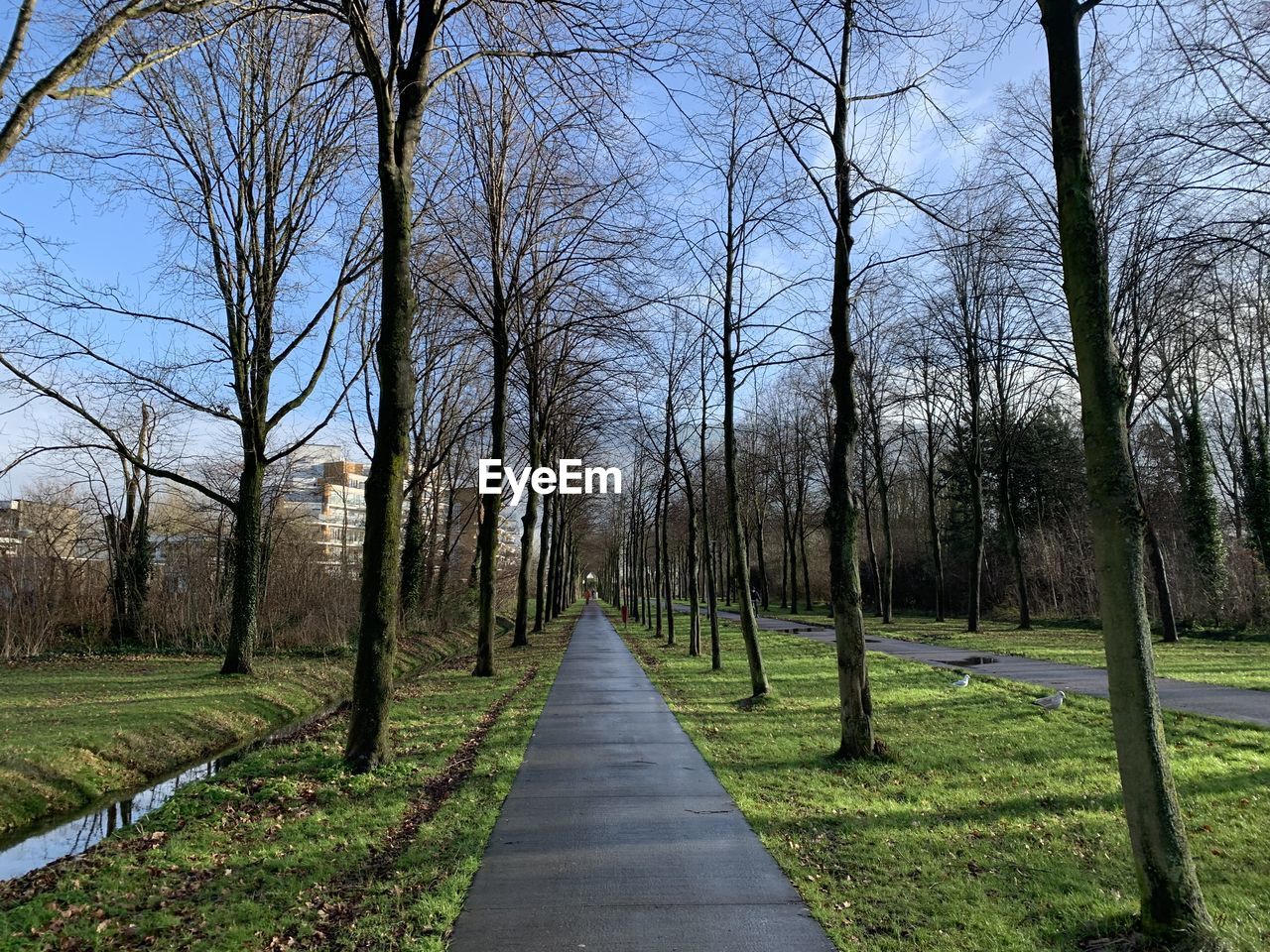 FOOTPATH AMIDST BARE TREES AND PLANTS