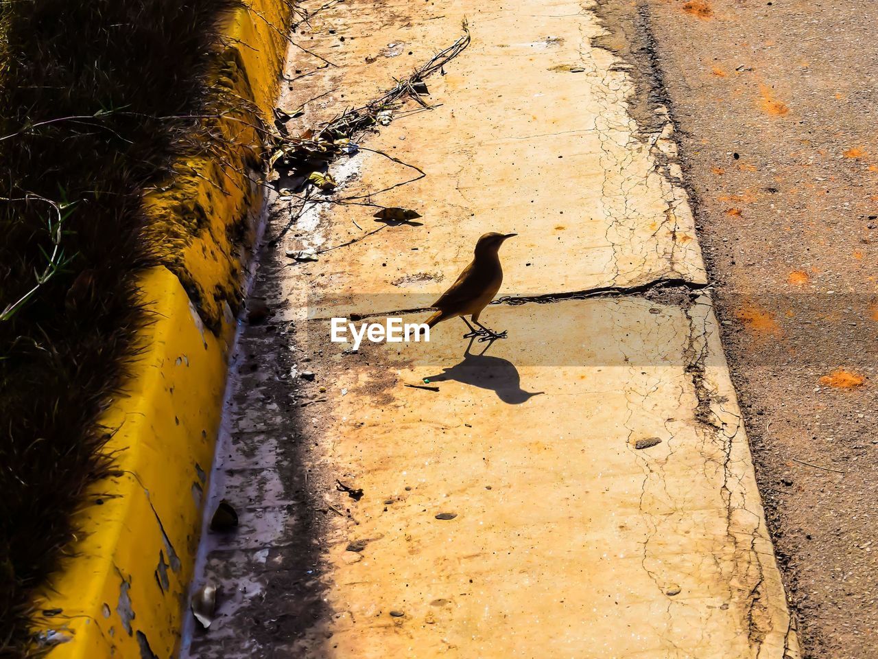 HIGH ANGLE VIEW OF BIRD ON STREET