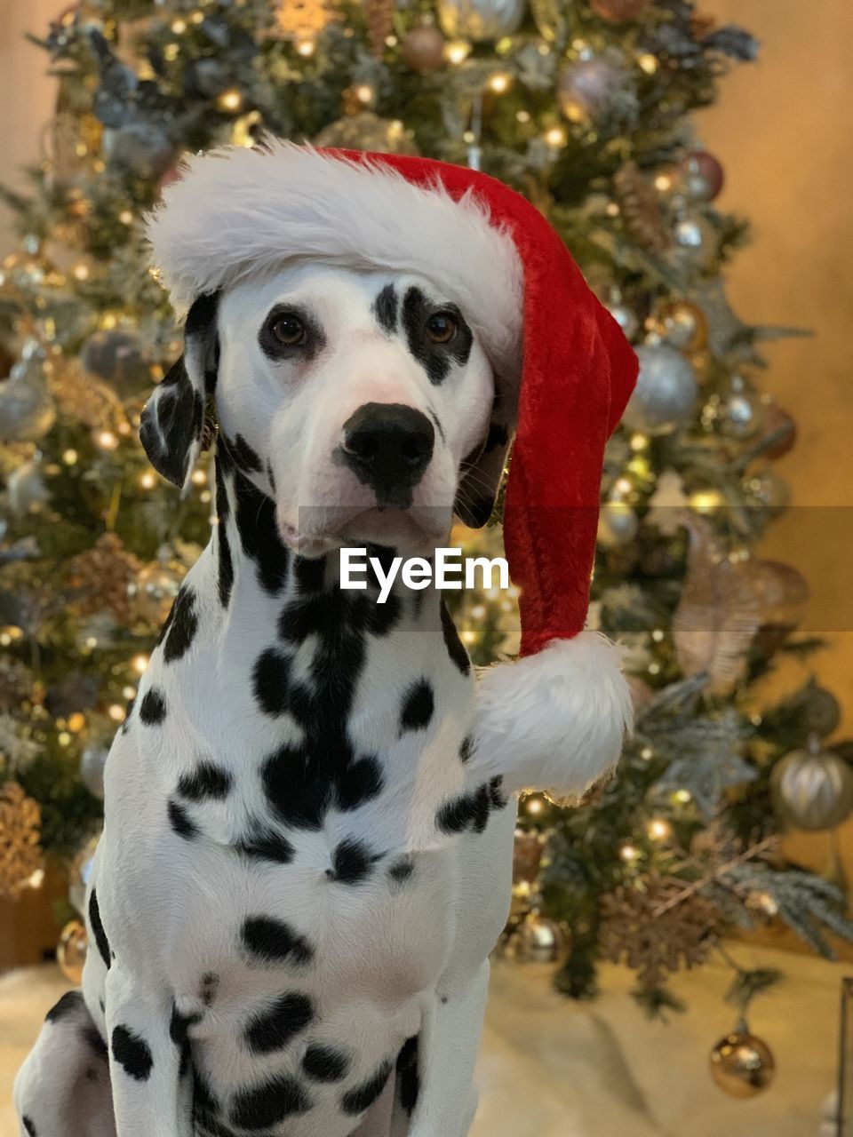 Christmas close-up of dog dalmatian 