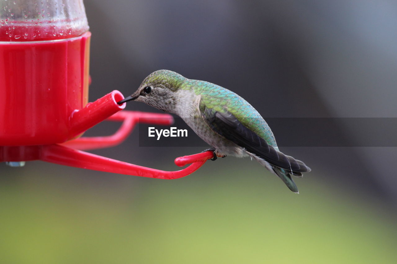 Close-up of bird perching on feeder