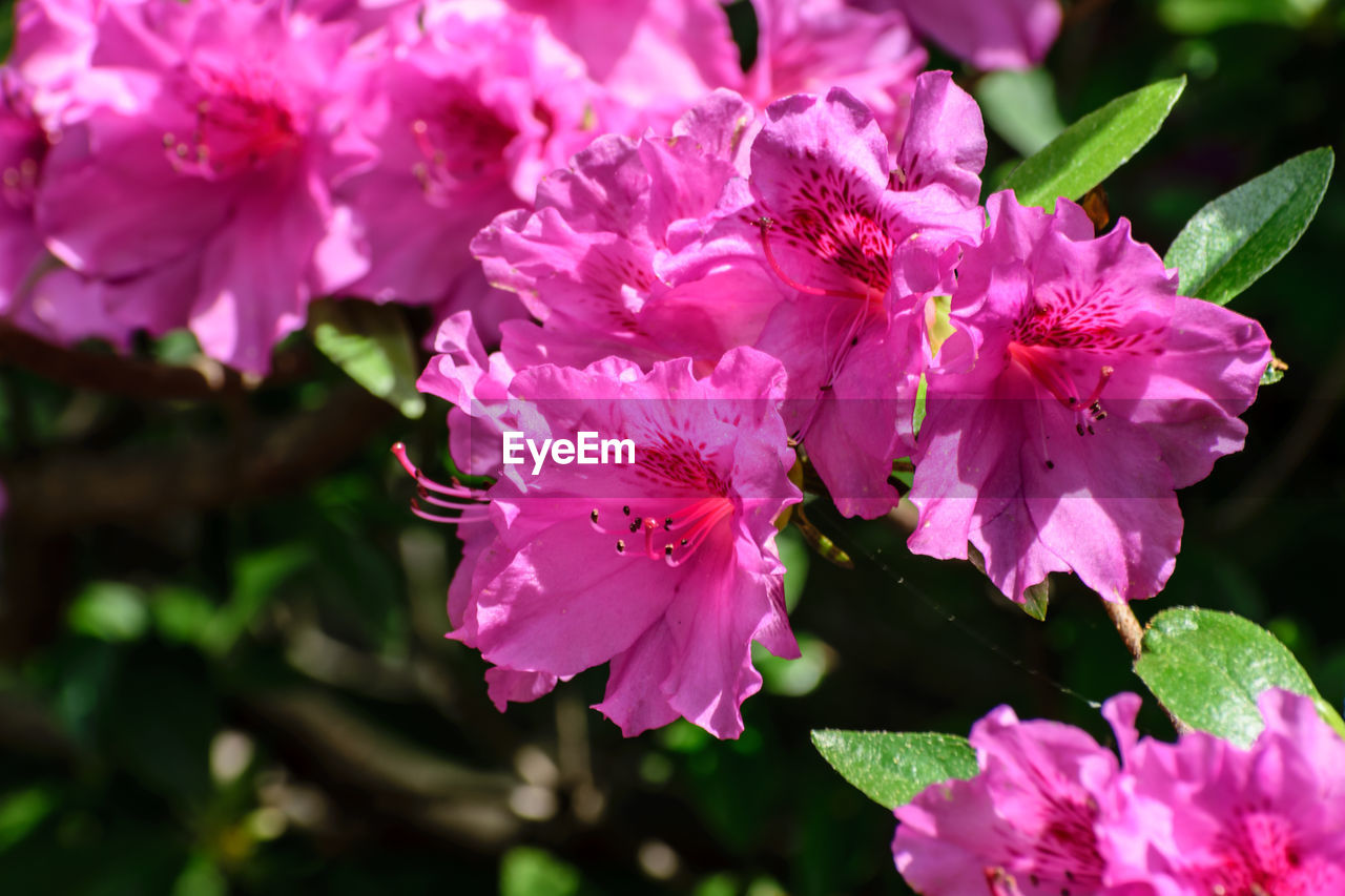 CLOSE-UP OF PINK FLOWERS