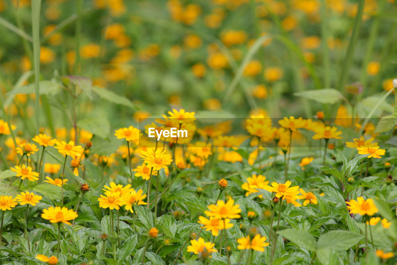 CLOSE-UP OF YELLOW FLOWERS GROWING ON FIELD