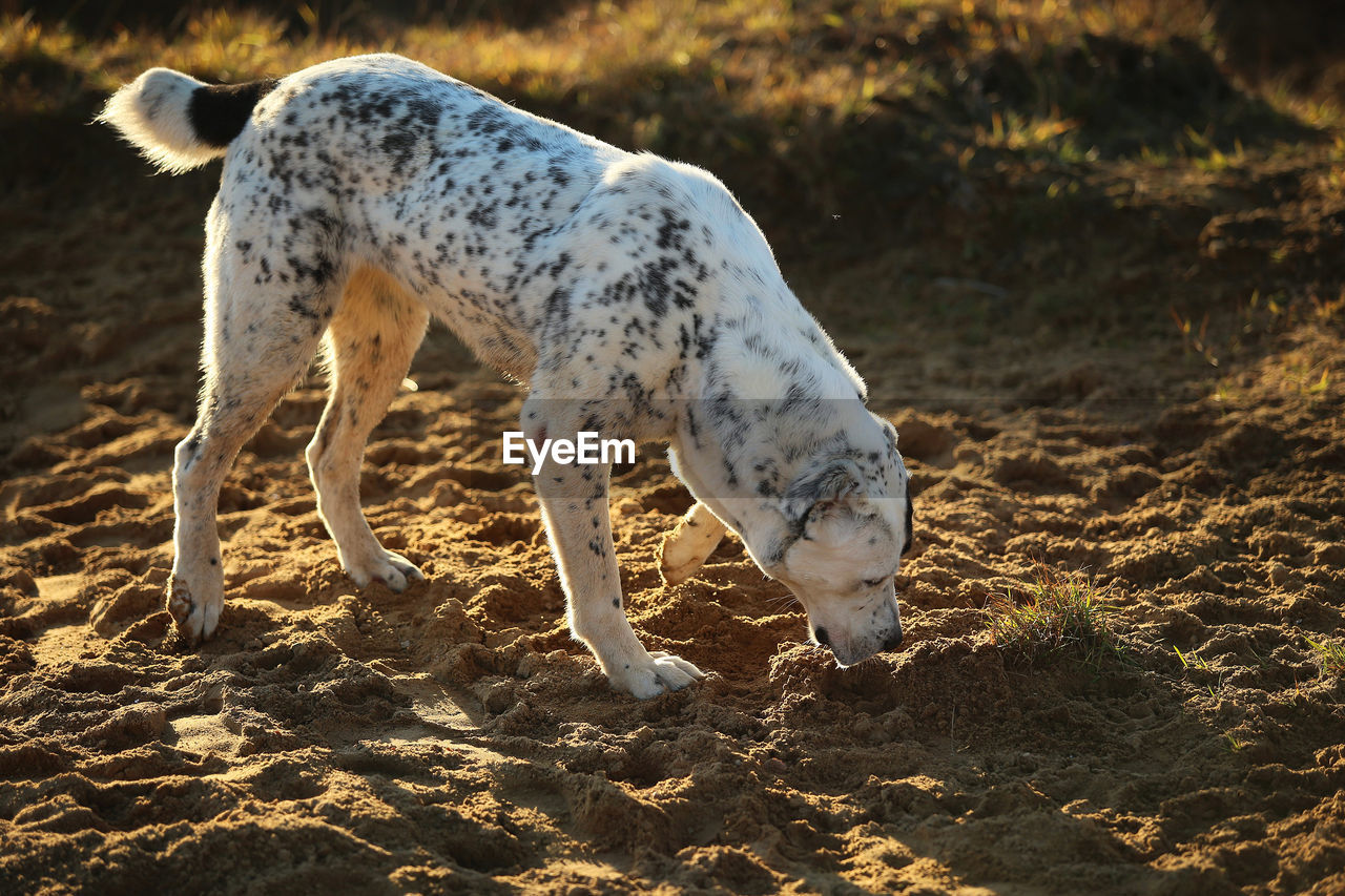 DOG LYING ON LAND