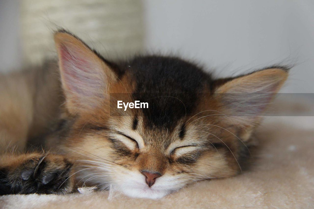 CLOSE-UP OF CAT SLEEPING ON FLOOR AT HOME