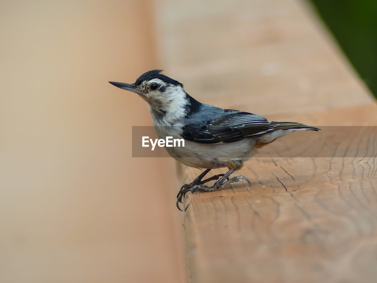 Close-up of bird perching on wood