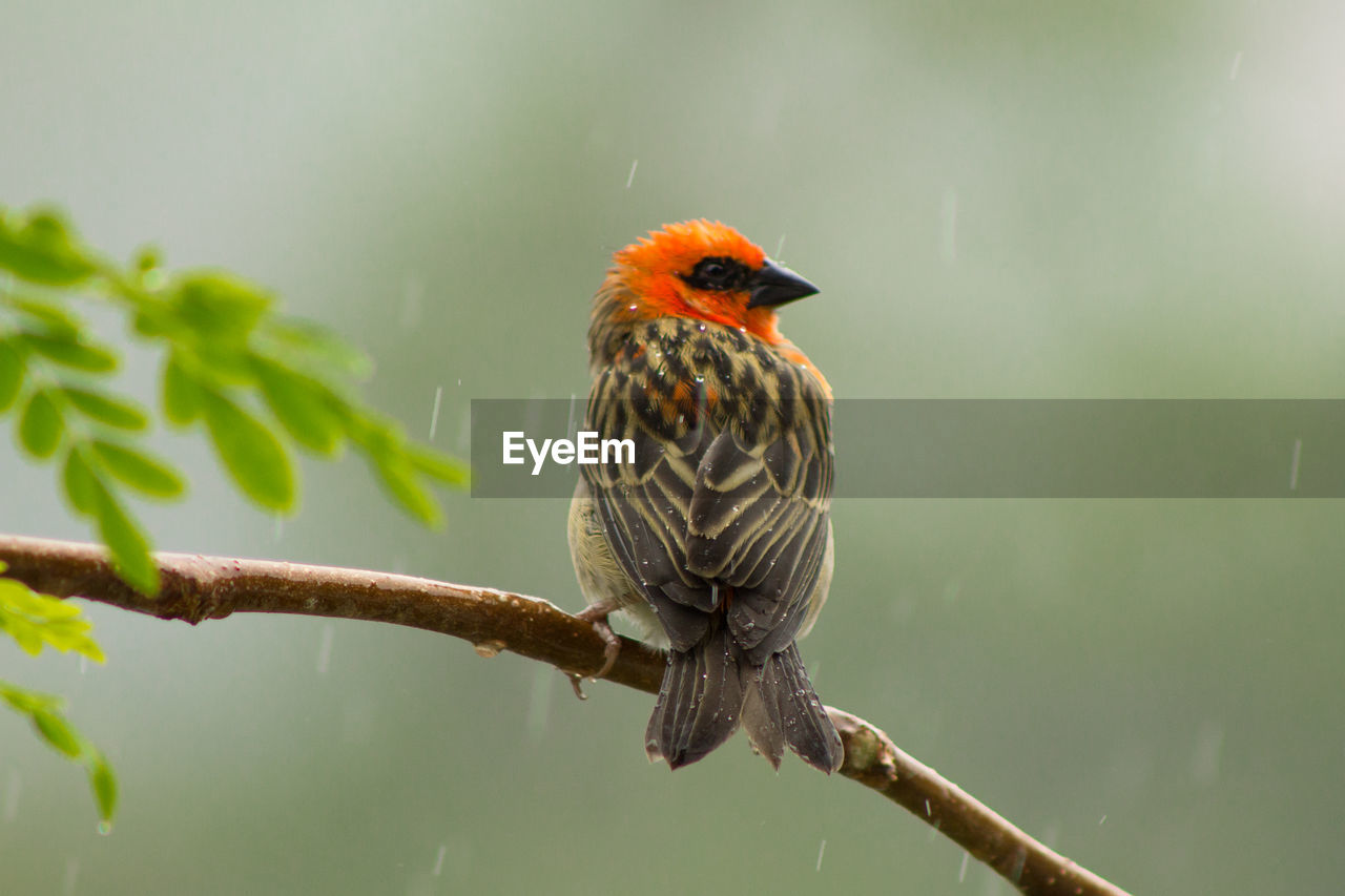 Close-up of bird perching on twig during rain