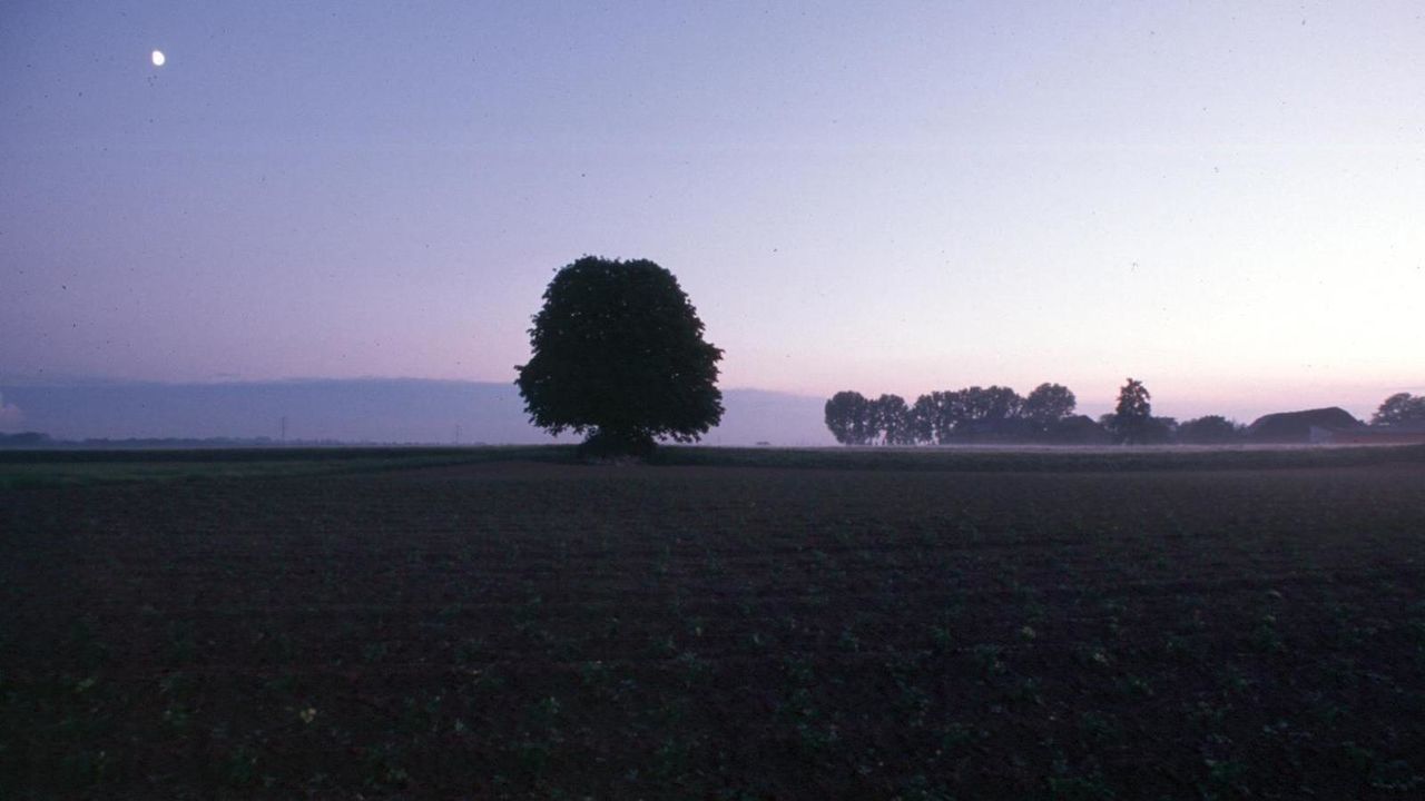 TREES ON FIELD AGAINST SKY