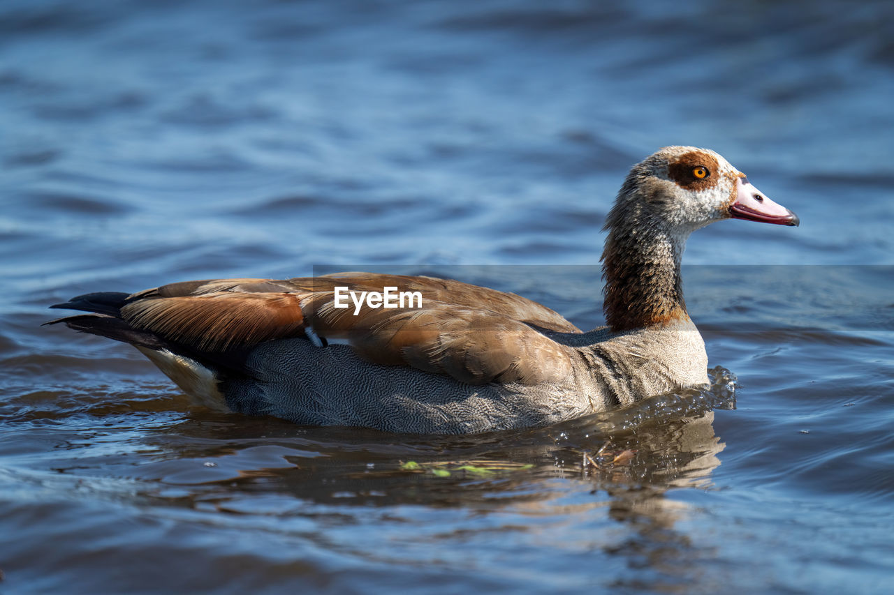 Egyptian goose swims in river heading right