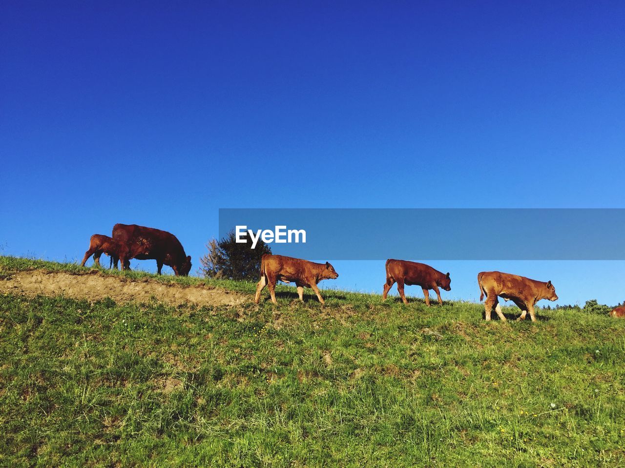 HORSES GRAZING ON FIELD AGAINST CLEAR BLUE SKY