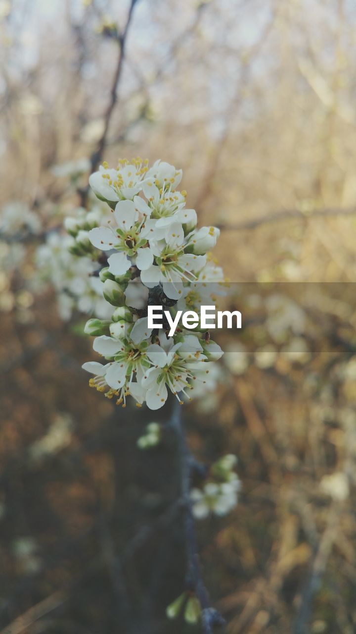 White flowers blooming outdoors