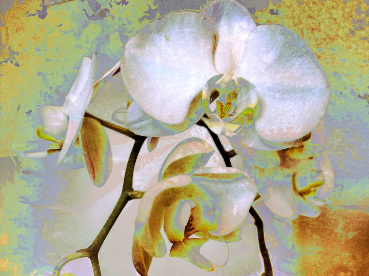 CLOSE-UP OF WHITE FLOWERS BLOOMING