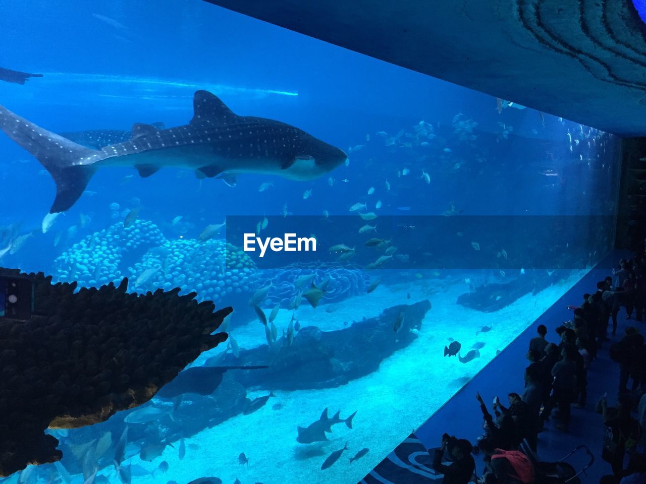 People watching whale shark in aquarium