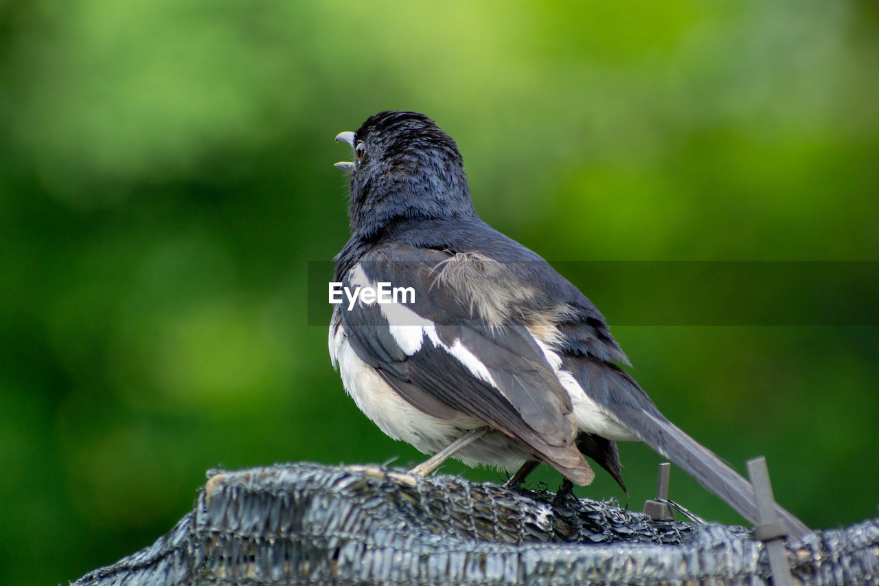 CLOSE-UP OF BIRD PERCHING ON WOODEN POST