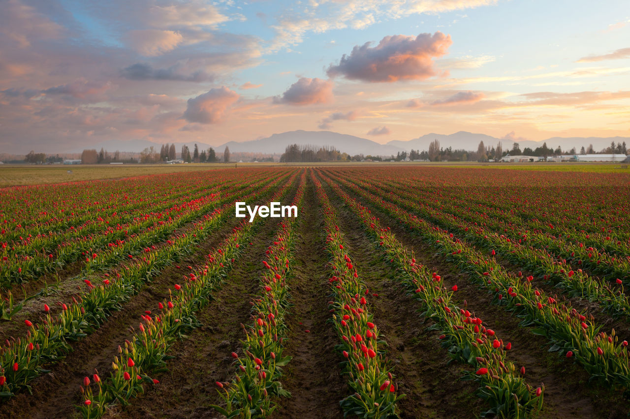 landscape, field, agriculture, land, environment, plant, sky, rural scene, nature, beauty in nature, in a row, crop, growth, scenics - nature, cloud, sunset, flower, farm, red, food and drink, freshness, sun, food, flowering plant, no people, tranquility, multi colored, horizon, horizon over land, abundance, outdoors, sunlight, environmental conservation, rural area, dusk, summer, tranquil scene, tree, social issues, vegetable, plant part, travel, leaf, idyllic, springtime, soil, vibrant color, urban skyline, twilight, hill, beginnings, grass, non-urban scene, dramatic sky, blue, plain, day, harvesting