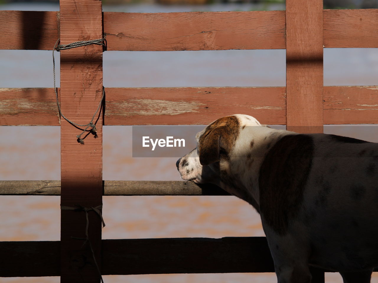 HORSE STANDING IN A ZOO